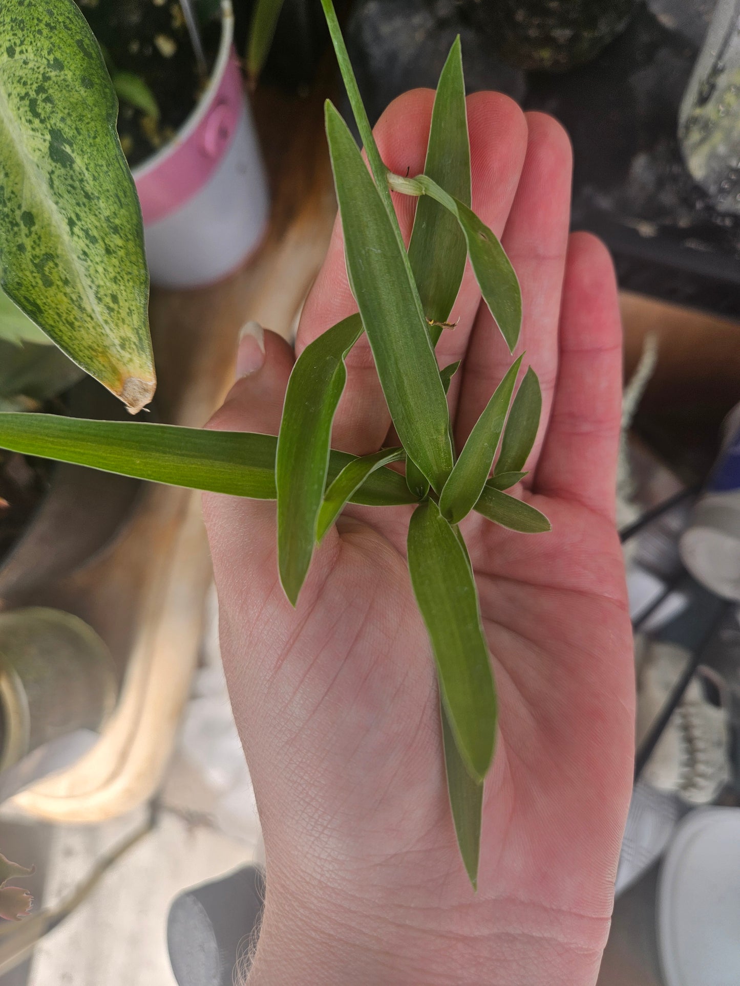 Hawaiian Spiderplant Baby