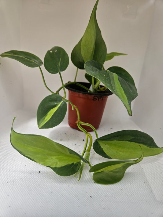 Brasil Philodendron