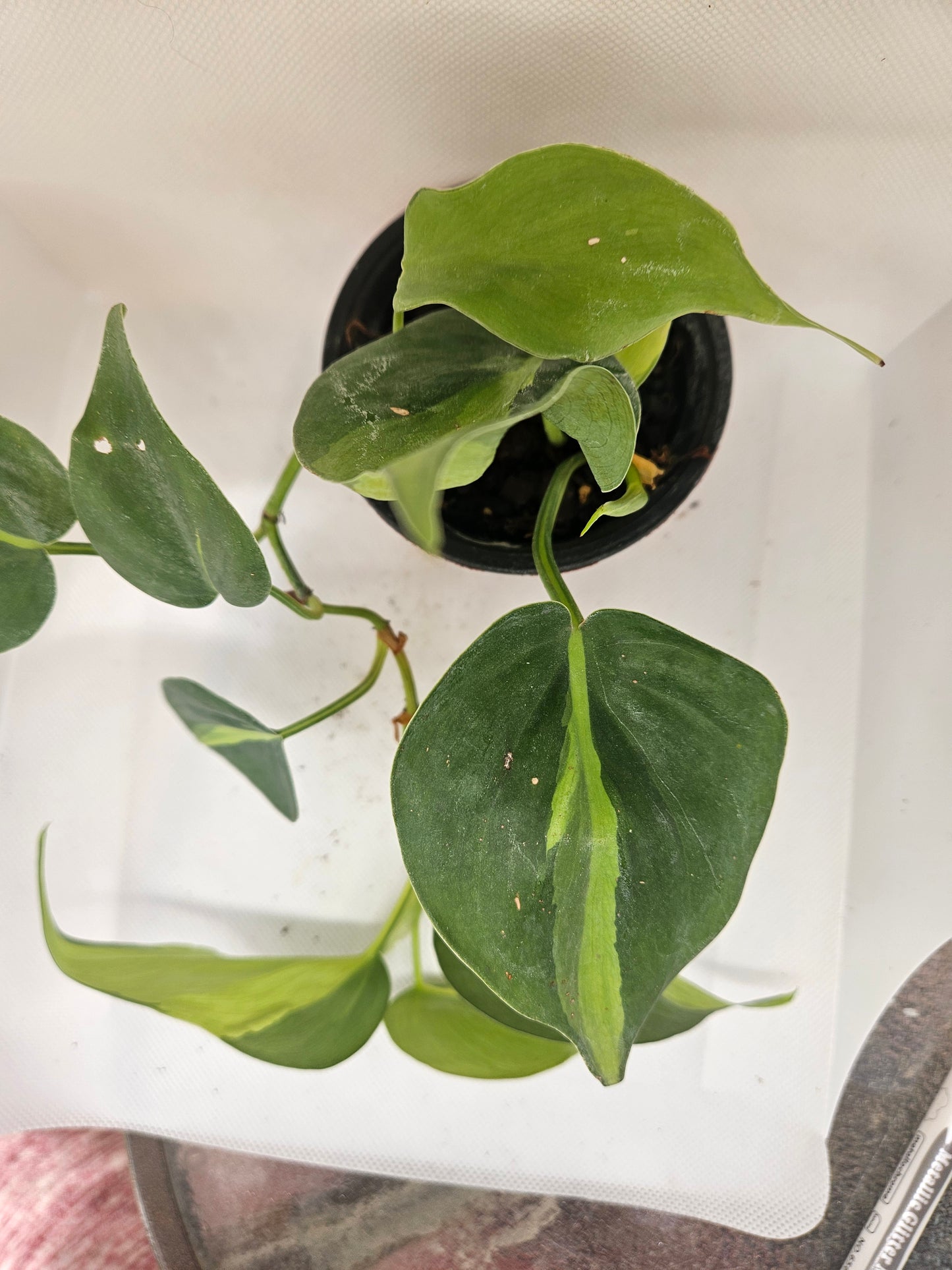 Brasil Philodendron
