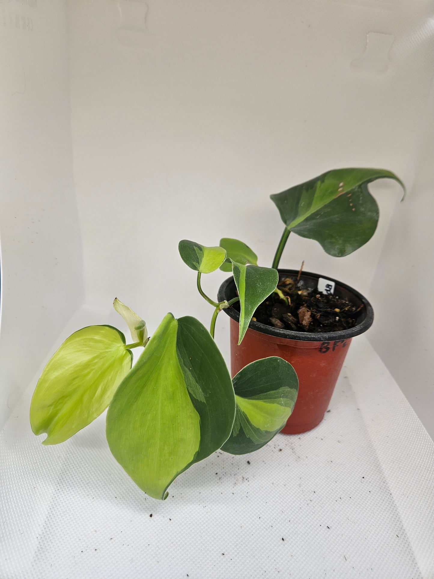 Brasil Philodendron