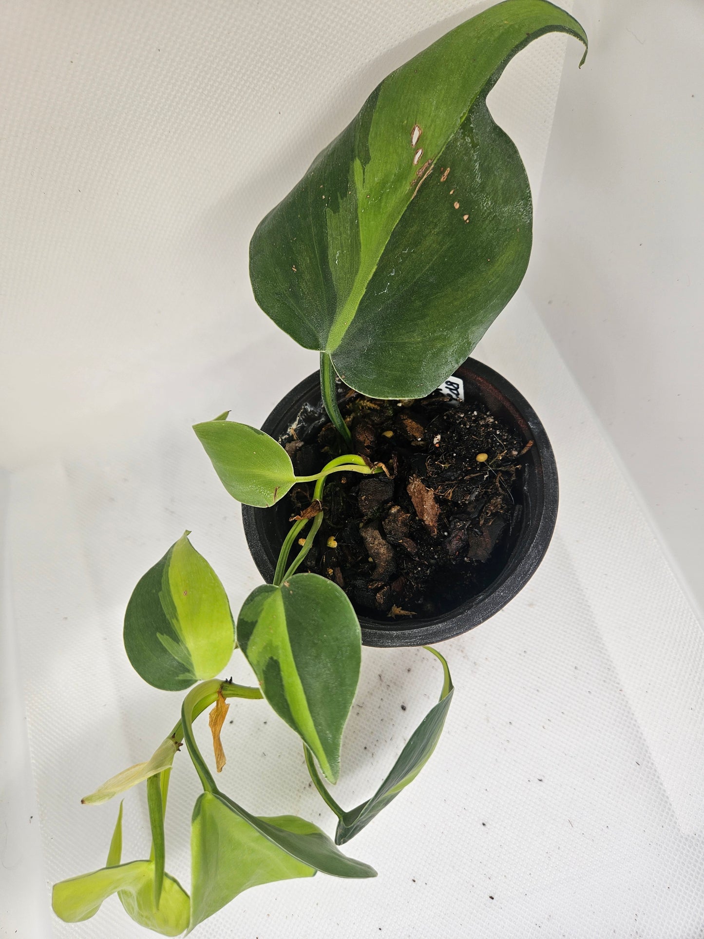 Brasil Philodendron