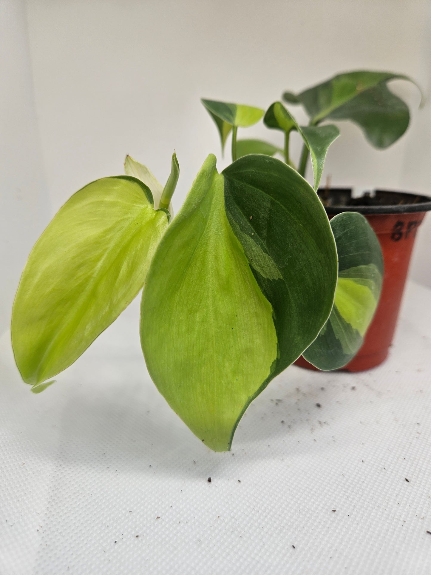 Brasil Philodendron
