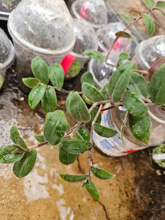 Baby Bunny Bellies Tradescantia CUTTINGS