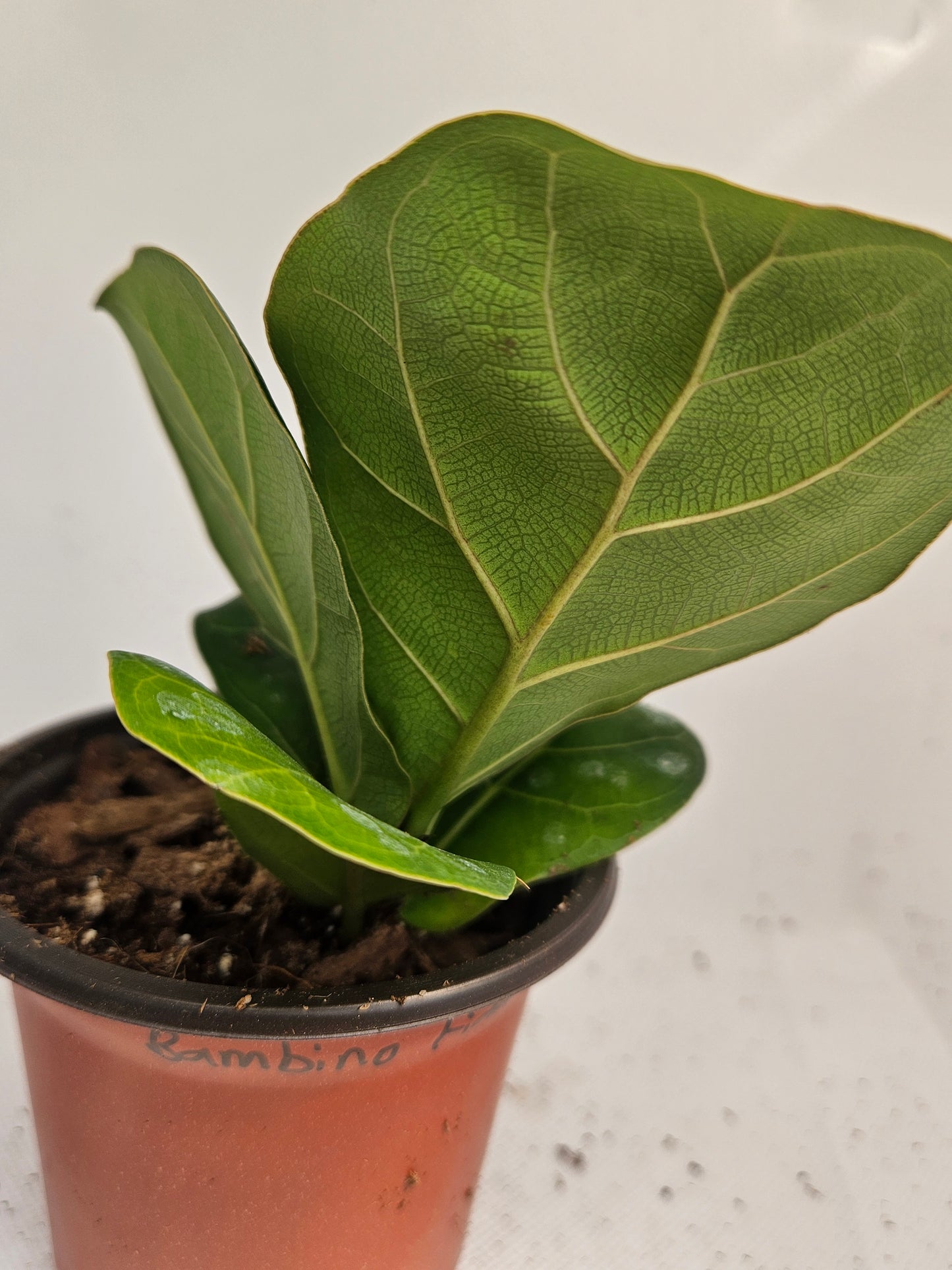 Bambino Fiddle Leaf Fig