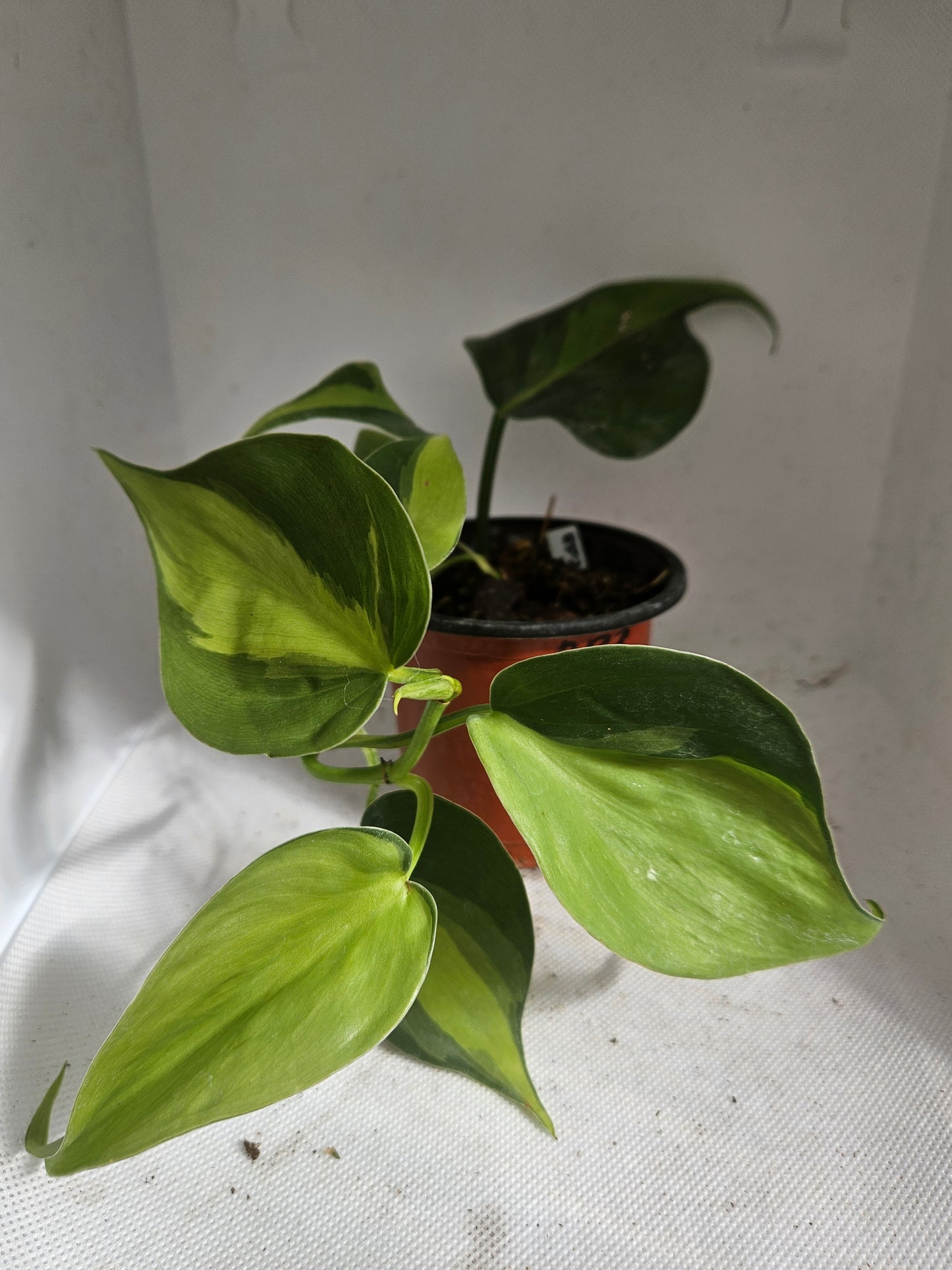 Brasil Philodendron