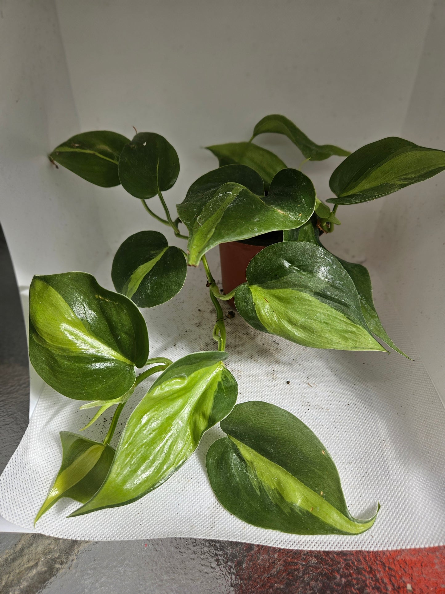 Brasil Philodendron