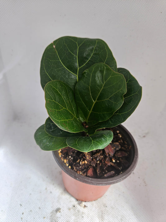 Bambino Fiddle Leaf Fig