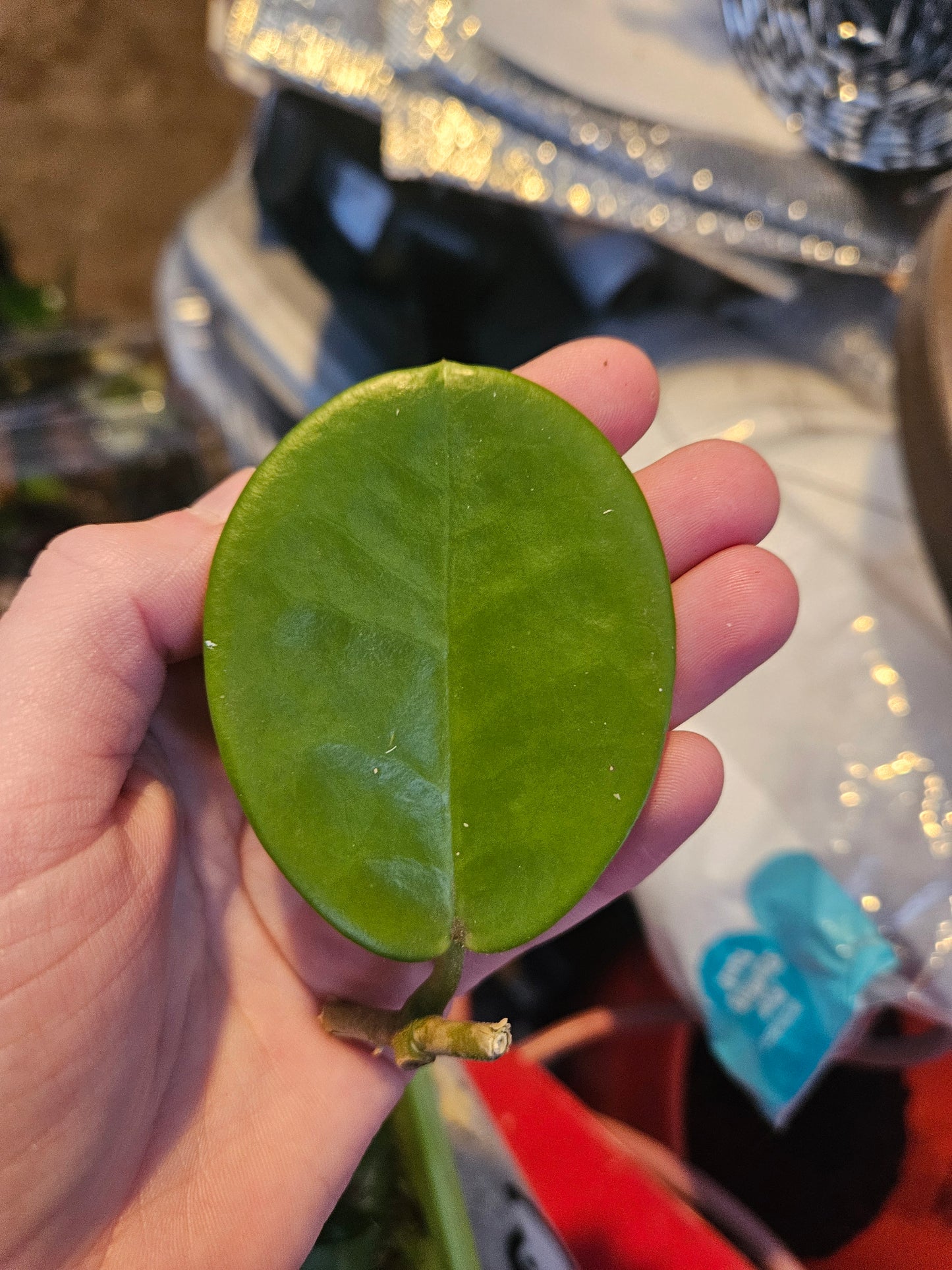 Australis Hoya