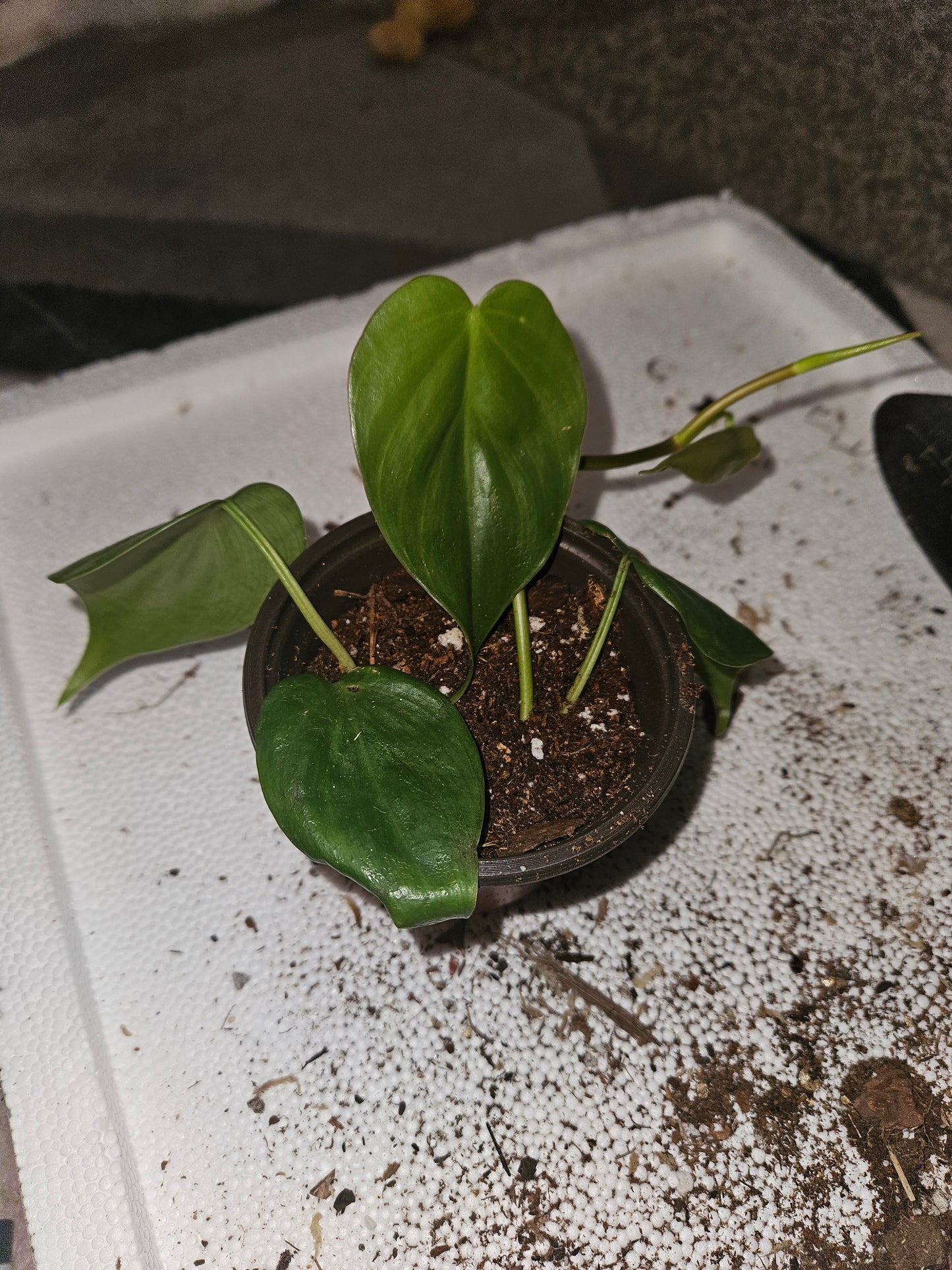 Heartleaf Philodendron