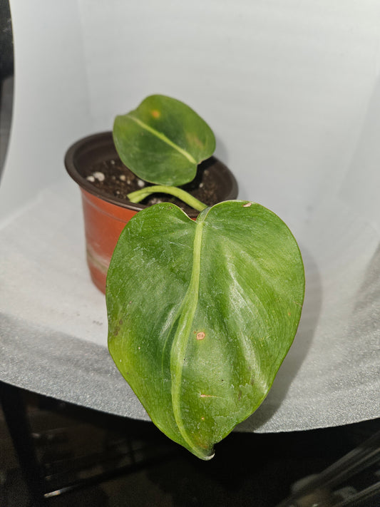 Brasil Philodendron