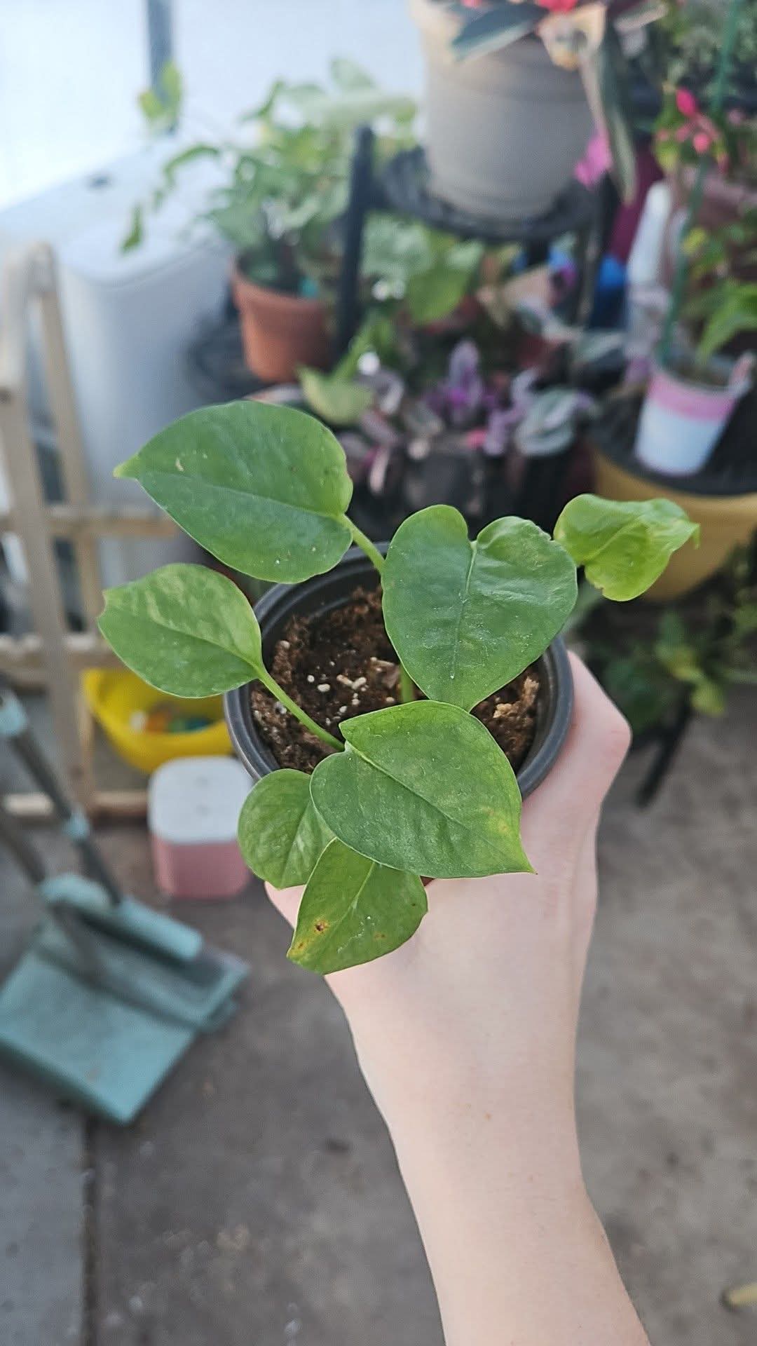 Global Green Pothos