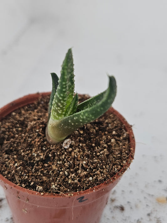 Haworthia Zebrina