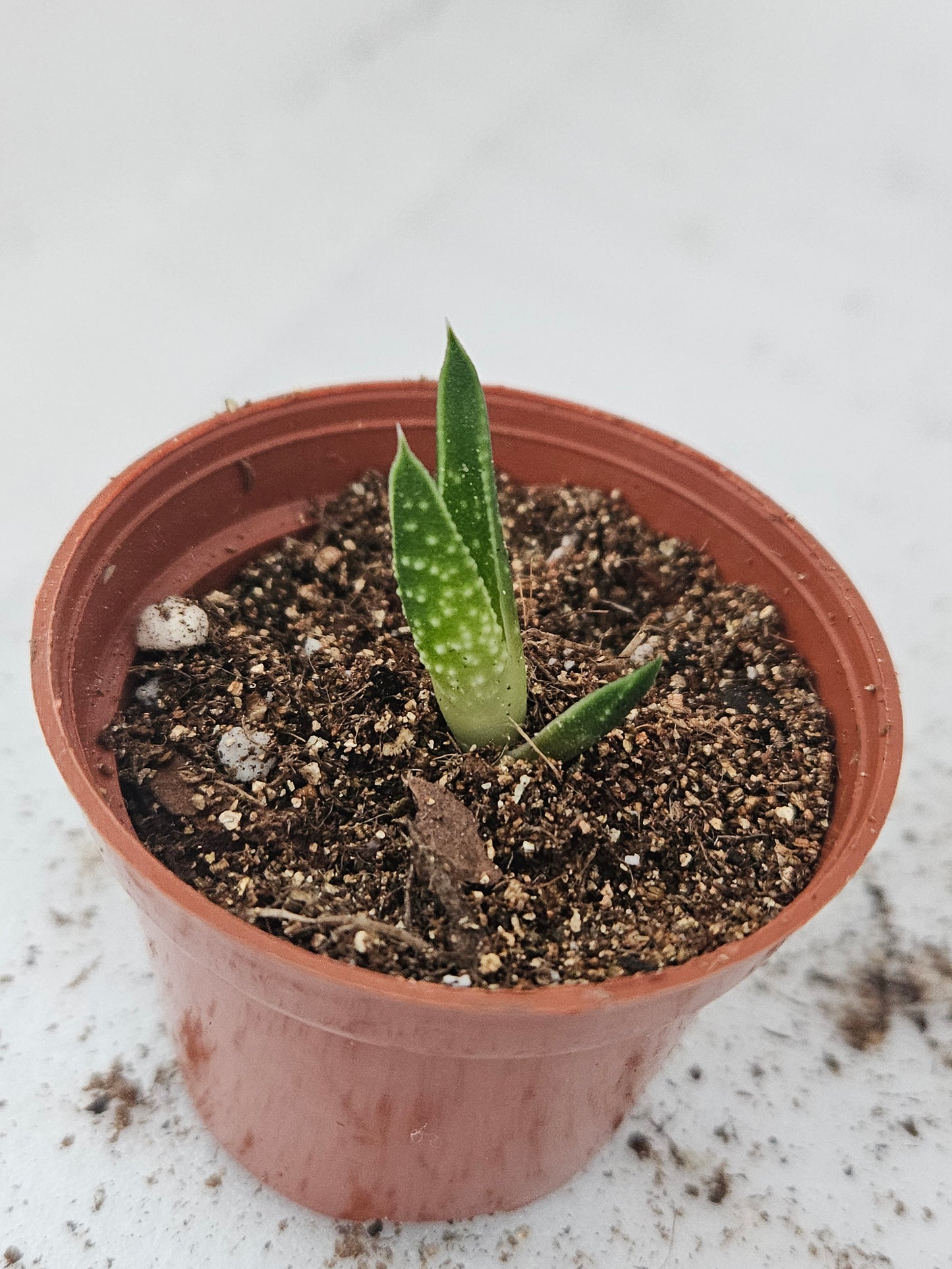 Haworthia Zebrina