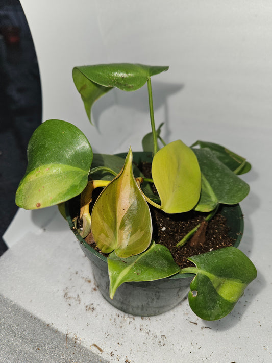 Brasil Philodendron